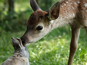 Bambi - Eine Lebensgeschichte aus dem Wald