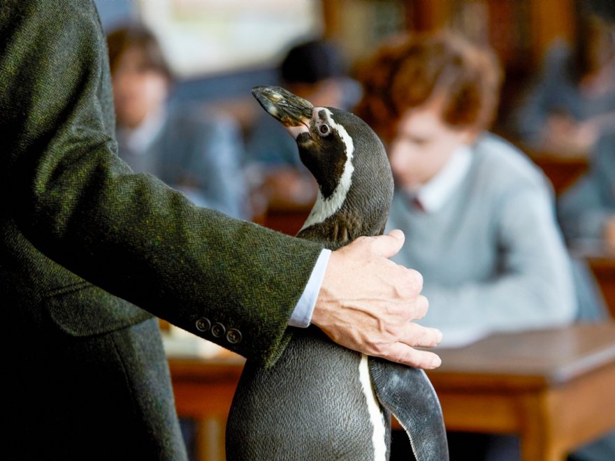 Pinguin 5 © DAS KINO